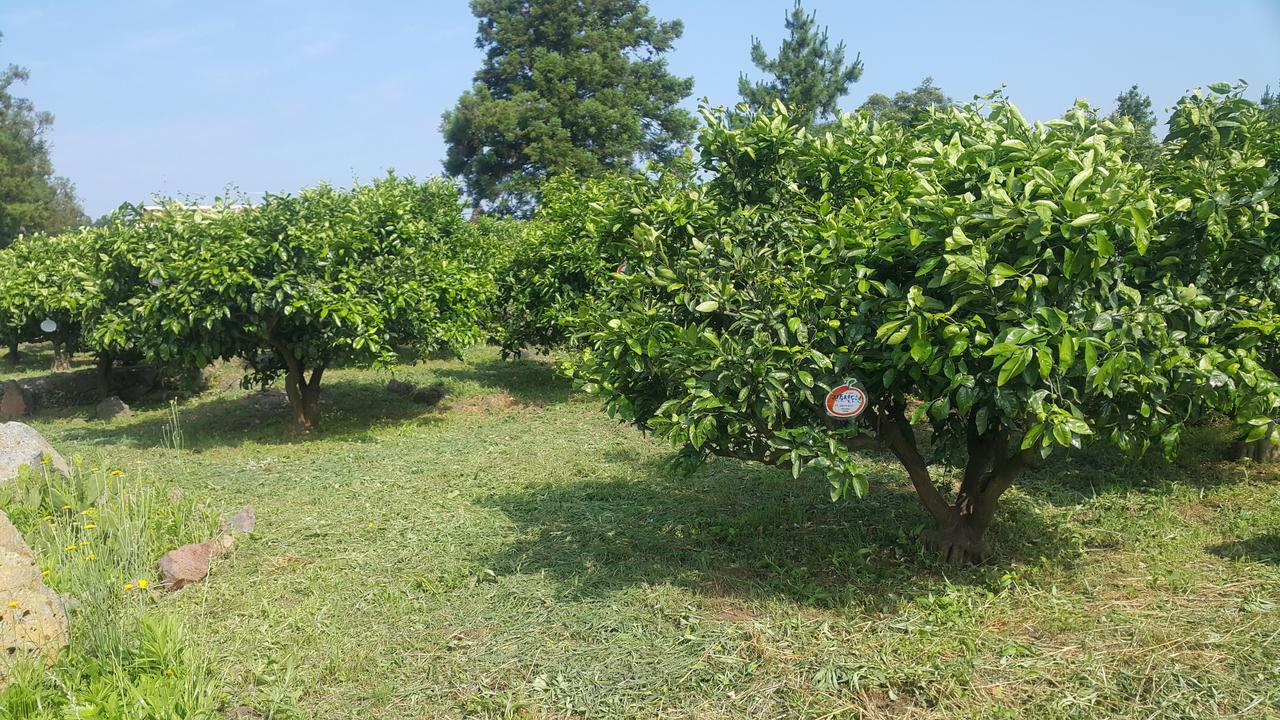 Jeju Mermuri Yerye-dong Exterior foto